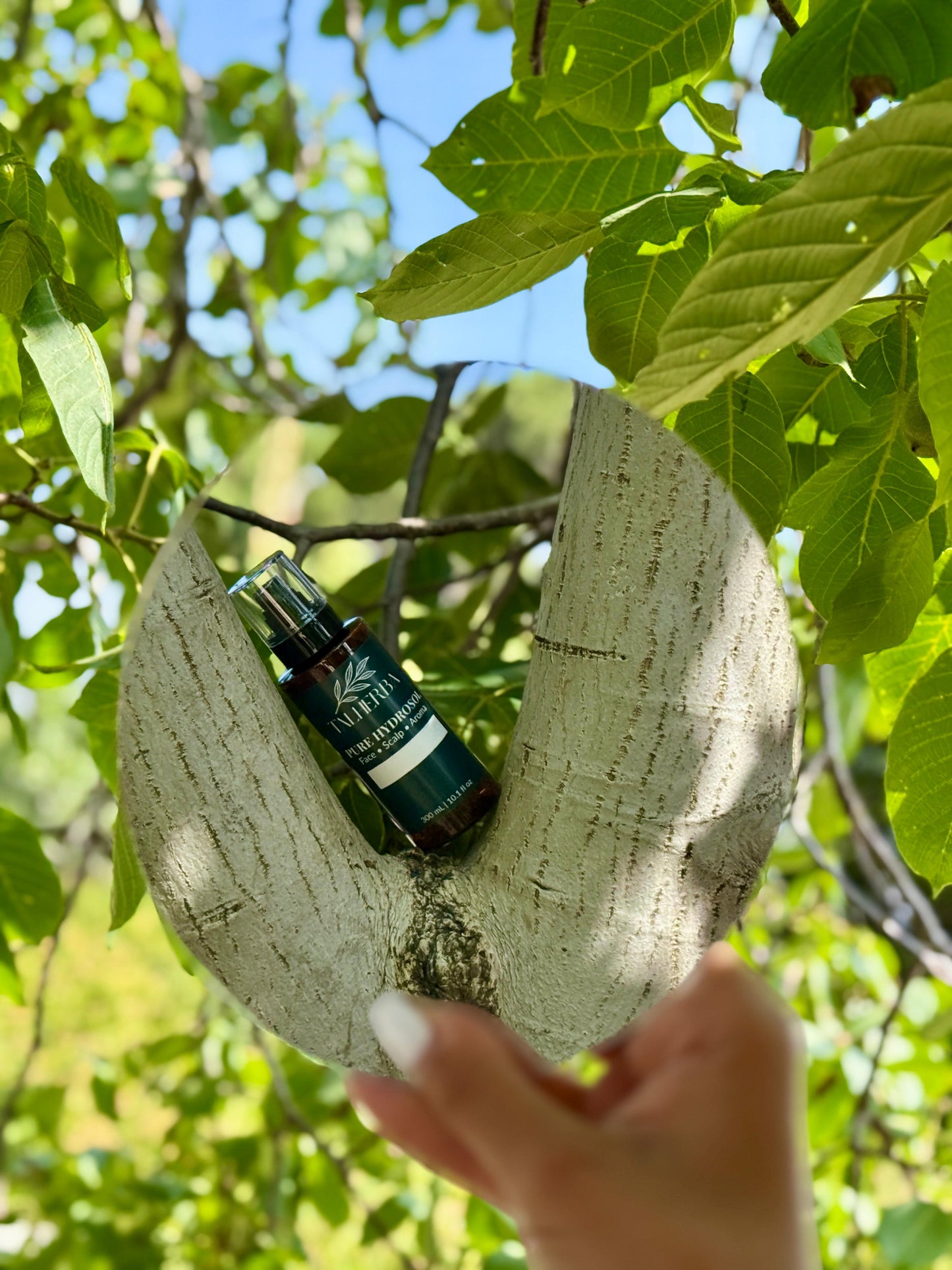 رذاذ ماء إكليل الجبل